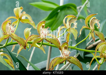 Des fleurs dans des jets de l'orchid house frais à froids, Cymbidium tracyanum spécimen 'Jersey' Banque D'Images