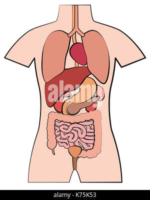 L'anatomie humaine, les organes internes - ébauche de plan style bande dessinée illustration sur fond blanc. Banque D'Images