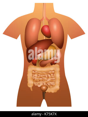 Les organes internes - Anatomie humaine - 3d illustration sur fond blanc. Banque D'Images