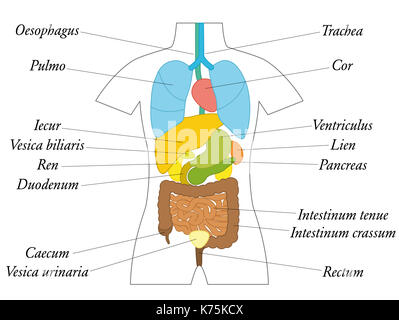 Les organes internes avec des termes latins - schéma de couleur avec des organes à l'école ou la formation générale - illustration sur fond blanc. Banque D'Images