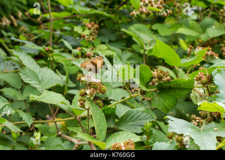Meadow brown, papillon Maniola jurtina, se nourrissent d'une fleur sur un terminal blackberry blackberry bush pousse dans un bois anglais Banque D'Images