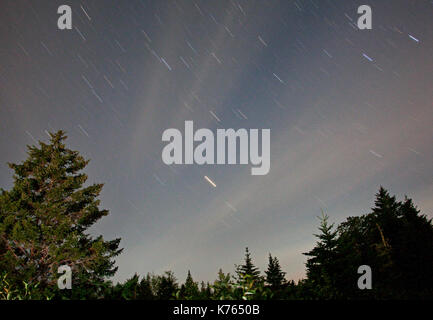 Les arbres verts et star trails d'une longue exposition à l'extérieur de nuit Banque D'Images