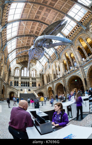 Squelette de rorqual bleu suspendu dans le hall au natural history museum, Londres Banque D'Images