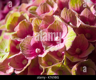 Hortensia rose et vert fleurs close-up Banque D'Images