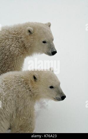 2 jeunes oursons polaires au milieu de blizzard, près de la ville de Churchill au Manitoba, Canada Banque D'Images