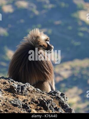 Un homme babouin gelada est situé sur une falaise rocheuse surplombant les montagnes du Simien Éthiopie int. Banque D'Images