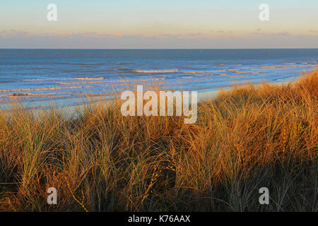 Paysage de dunes de sable de la dune à Ostende illuminé d'herbe au coucher du soleil avec la mer du Nord à l'arrière-plan, Flandre occidentale, Belgique. Banque D'Images