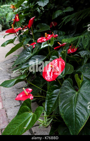 Flamingo rouge fleurs et feuilles vertes dans une rangée, pleine floraison Banque D'Images