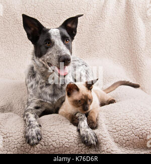 Texas à talon et d'un jeune chien chat siamois couché ensemble sur une douce couverture Banque D'Images