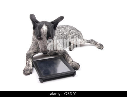 Texas à talon dog lying devant un ordinateur tablette, avec un triste regard sur son visage, on white Banque D'Images