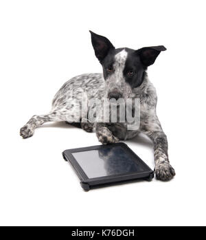 Spotted dog noir et blanc couché avec une tablette ordinateur devant elle, regardant le spectateur ; on white Banque D'Images