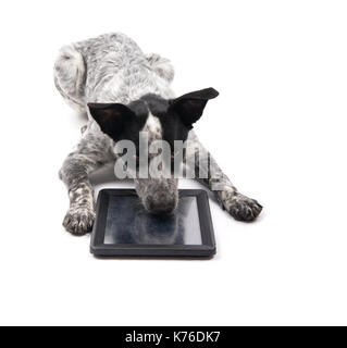 Spotted dog noir et blanc couché avec son nez sur un ordinateur tablette, à s'ennuyer, sur fond blanc Banque D'Images