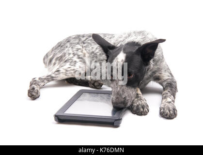 Repéré au Texas à talon chien couché à côté d'un ordinateur tablette, avec un regard triste sur son visage, on white Banque D'Images
