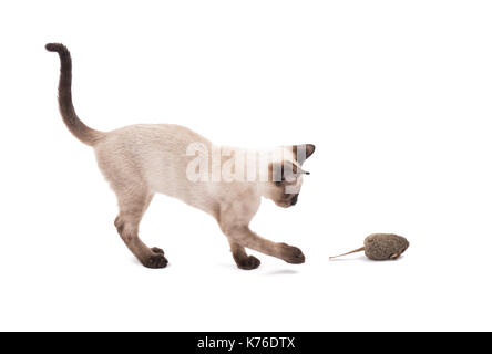 Vue latérale d'un jeune chat siamois swatting à un jouet, souris on white Banque D'Images