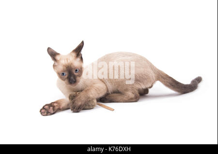 Chaton siamois à jouer avec un jouet souris, avec une expression sauvage sur son visage, on white Banque D'Images