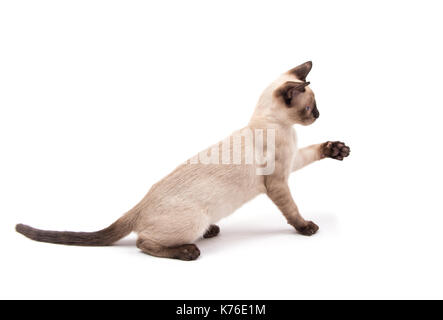 Vue latérale d'un mignon chaton siamois assis avec sa patte, sur le point d'atteindre quelque chose, sur fond blanc Banque D'Images