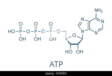 L'adénosine triphosphate (ATP) molécule. fonctionne comme neurotransmetteur, bloc de construction de l'ARN de transfert d'énergie, molécule, etc. formule topologique. Illustration de Vecteur