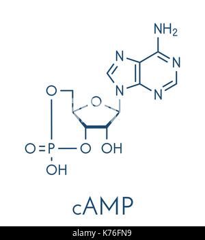 L'adénosine monophosphate cyclique (AMPC) deuxième messager molécule. jouent un rôle dans la transduction du signal intracellulaire. formule topologique. Illustration de Vecteur