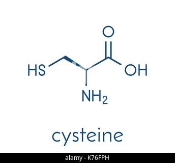 La cystéine (L-cystéine, cys, c) Acide aminé molécule. formule topologique. Illustration de Vecteur