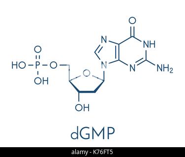 La désoxyguanosine monophosphate (dgmp) molécule de nucléotides. adn de. formule topologique. Illustration de Vecteur