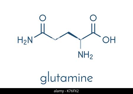 La glutamine (l-glutamine, Gln, q) Acide aminé molécule. formule topologique. Illustration de Vecteur