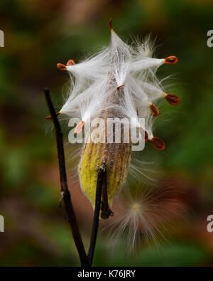 L'Asclépiade, Asclepias syriaca, explosion de la graine pour disperser les graines au vent dans une prairie de l'Adirondack, New York forêt. Banque D'Images