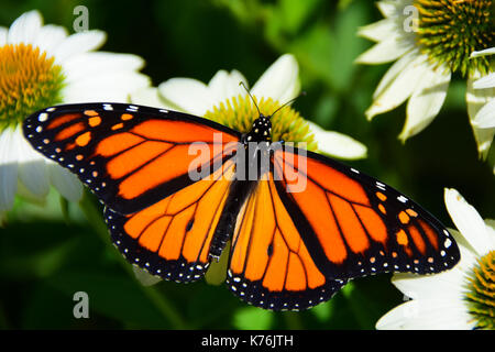 Le monarque (Danaus plexippus) se nourrissant d'un cône blanc fleur dans un jardin en spéculateur, New York NY USA. Banque D'Images