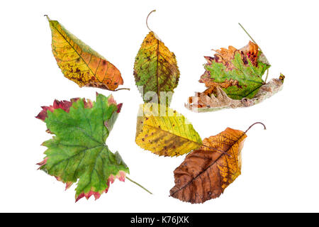 Feuilles éparses multicolores. collection de feuilles d'automne isolé sur fond blanc Banque D'Images