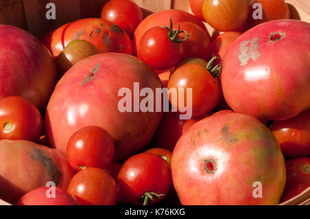 Tonneau rempli de tomates biologiques fraîchement cueillies à la main à une ferme locale. Banque D'Images