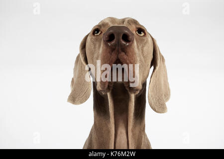 Portrait d'un chien Banque D'Images