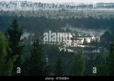 Le brouillard du matin s'attarde sur tourbière. Vue aérienne Banque D'Images