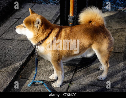 Un Shiba Inu chien jouant sur rue à journée ensoleillée à Nagano, au Japon. Banque D'Images