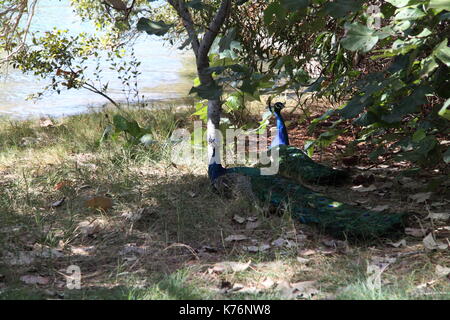 Pavo Cristatus (paons indiens) reposant sous peuplier deltoïde (Hibiscus tiliaceus) Arbres à côté de la rivière Nerang Banque D'Images