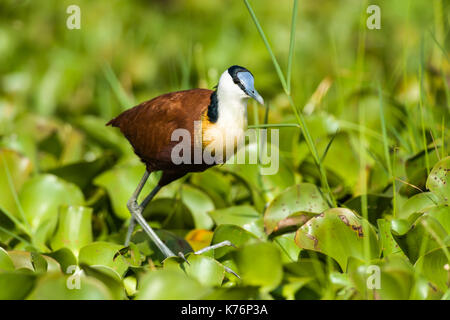 Jacana africain Actophilornis africanus) (comité permanent dans les nénuphars Banque D'Images