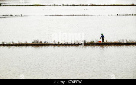 L'homme prendre du poisson sur le terrain inondé lors de la saison des inondations, une ferme remplie d'eau, l'agriculteur la capture de poissons par filet de pêche au delta du Mekong, Vietnam Banque D'Images