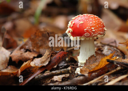 Toadstool champignons (Amanita muscaria) Banque D'Images