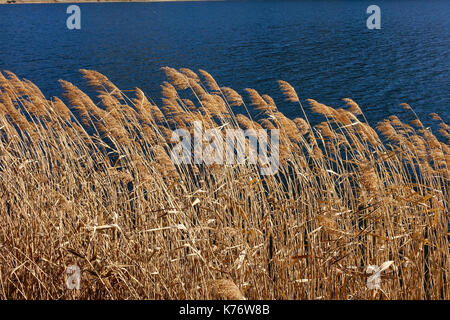 Wild grass sétaires en vertu de soleil sur le lac Banque D'Images