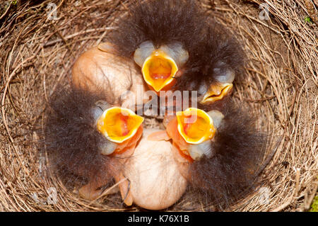 Robin (erithacus rubéole) les nouveau-nés et les oeufs Banque D'Images