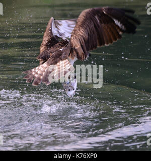 Osprey avec prise à l'usine de la rivière Horn gwash trutticulture photographic masquer/rutland rutland water/france/uk/British Isles Banque D'Images