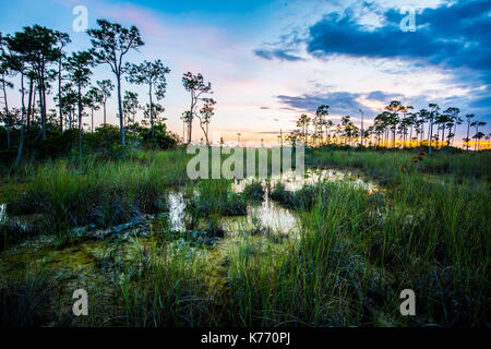 Les reflets du lac du parc national Everglades Sunset Banque D'Images