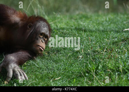 Madrid, Espagne. 14Th sep 2017. l'orang-outan de Bornéo sungay photographié à madrid zoo. crédit : Jorge sanz/pacific press/Alamy live news Banque D'Images