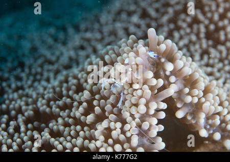Anémone de verre (crevette Periclimenes brevicarpalis) Nago, Okinawa, Japon Banque D'Images