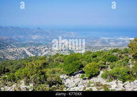 Grèce, Crete, Lassithi orientale district, sur le chemin jusqu'à Katharo plateau, Abelitsia (Zelkova abelicea) arbres endémiques Banque D'Images