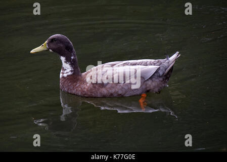 Canard colvert hybride de couleur pâle, aussi appelé une manky mallard Banque D'Images