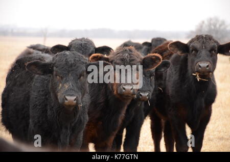Le bétail sur New York des plaines. Banque D'Images