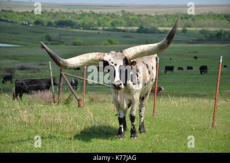 Vache Texas Longhorn avec de grandes cornes se trouve dans un New York, USA. Banque D'Images