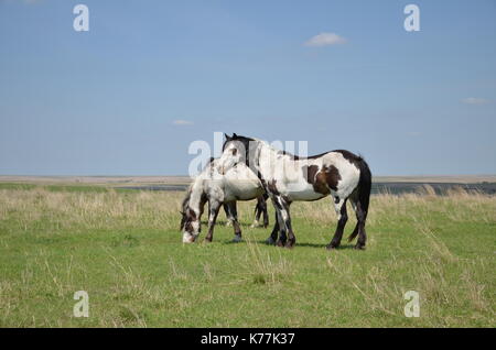Deux chevaux Appaloosa se tenir ensemble dans un pâturage l'Oklahoma. Banque D'Images