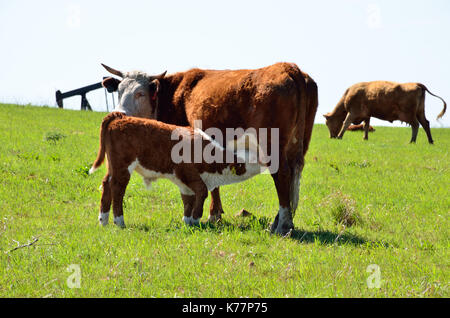 Nichons de veau hereford rouge tandis que la maman a l'air sur un champ dans l'Oklahoma. Banque D'Images