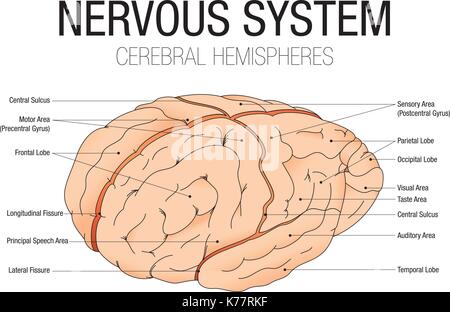 Système nerveux - hémisphères cérébraux avec des parties nom - image vectorielle Illustration de Vecteur