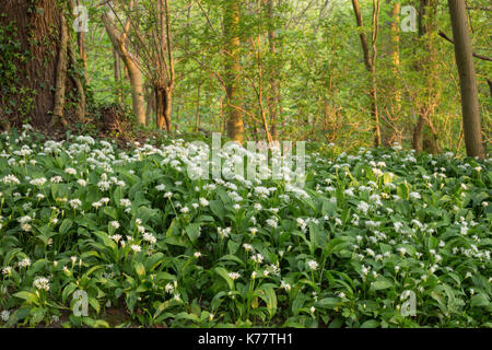 Ramsons (Allium ursinum) croissant dans Hetchell habitat boisé, bois, West Yorkshire, Angleterre, Mai Banque D'Images